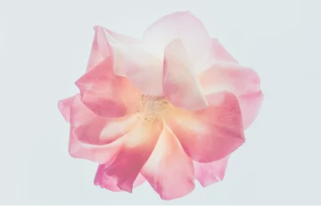 comment-image